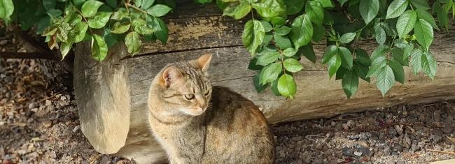 Katze Mimi