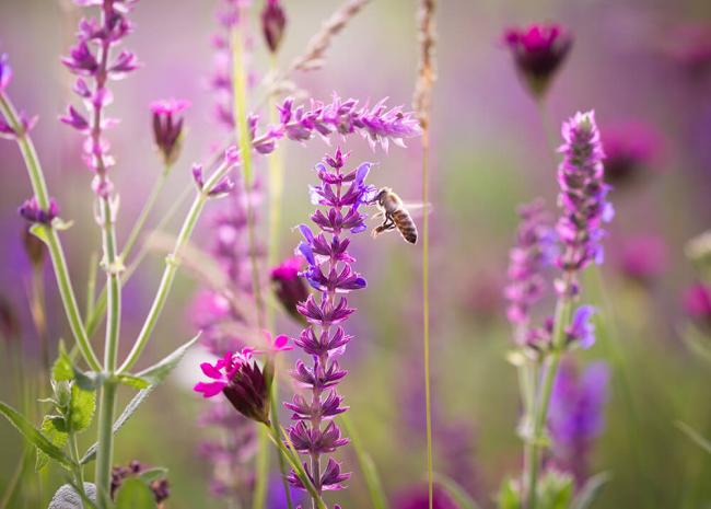 Natural meadow
